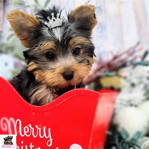 yorkie puppies for sale in nashville tennessee|yorkshire terrier puppies nashville tn.